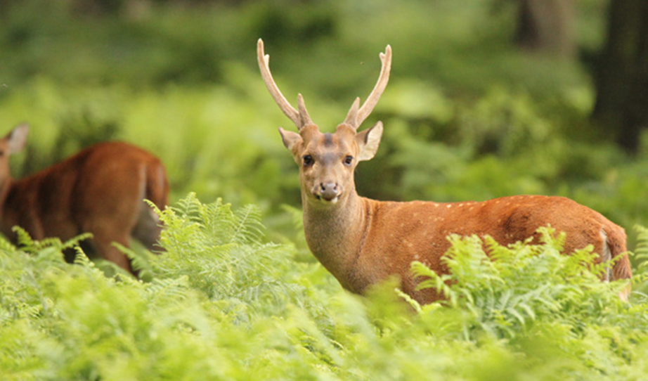 Watatunga Wildlife Reserve